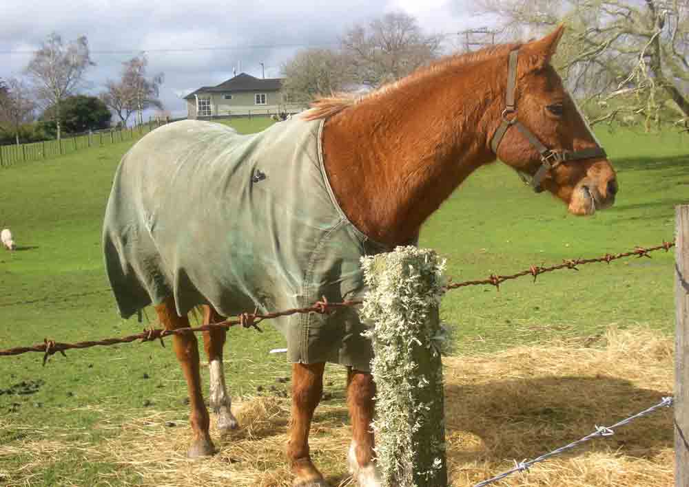 Caballo - Nueva Zelanda.jpg